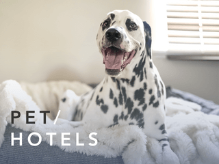 nice and clean hotel for pet in Bangkok, Thailand