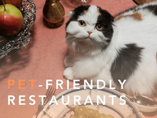 Pet-friendly eatery in Bangkok's popular area