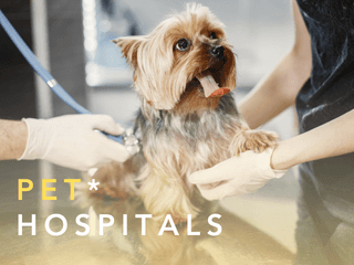 English-speaking pet hospital and clinic in Bangkok