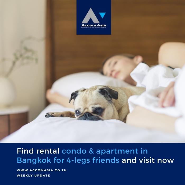Petfriendly condo for rent in Bangkok