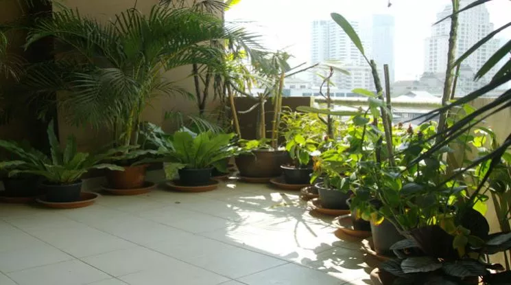 unitPet friendly |  3 Bedrooms  Apartment For Rent in Sukhumvit, Bangkok  near BTS Phrom Phong (1412545)