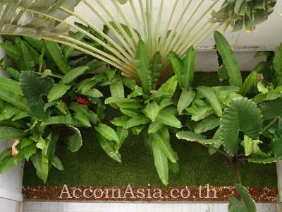 7  4 br House For Rent in Sukhumvit ,Bangkok BTS Bang Chak 119728